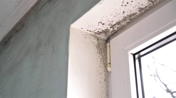 Office Mold Removal Services in Garrison, TX