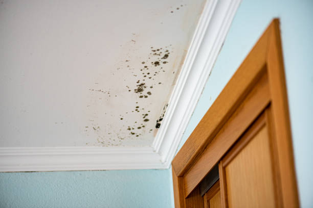  Garrison, TX Mold Removal Pros