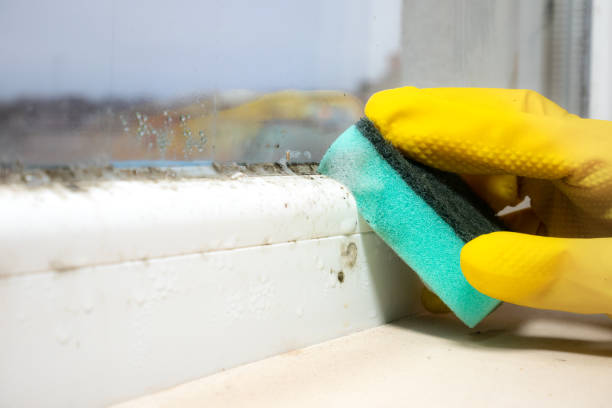 Best Mold Removal Company Near Me  in Garrison, TX