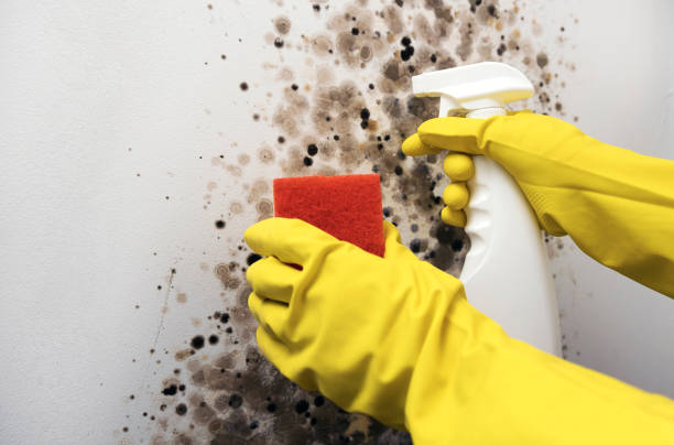 Best Local Mold Removal Service  in Garrison, TX