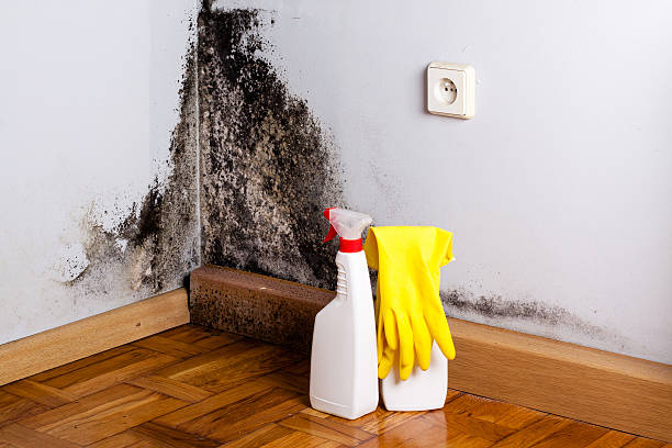 Best Professional Mold Removal  in Garrison, TX