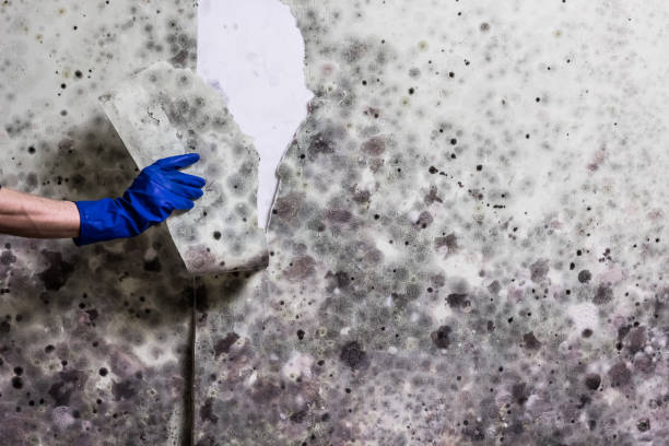Best Black Mold Removal  in Garrison, TX